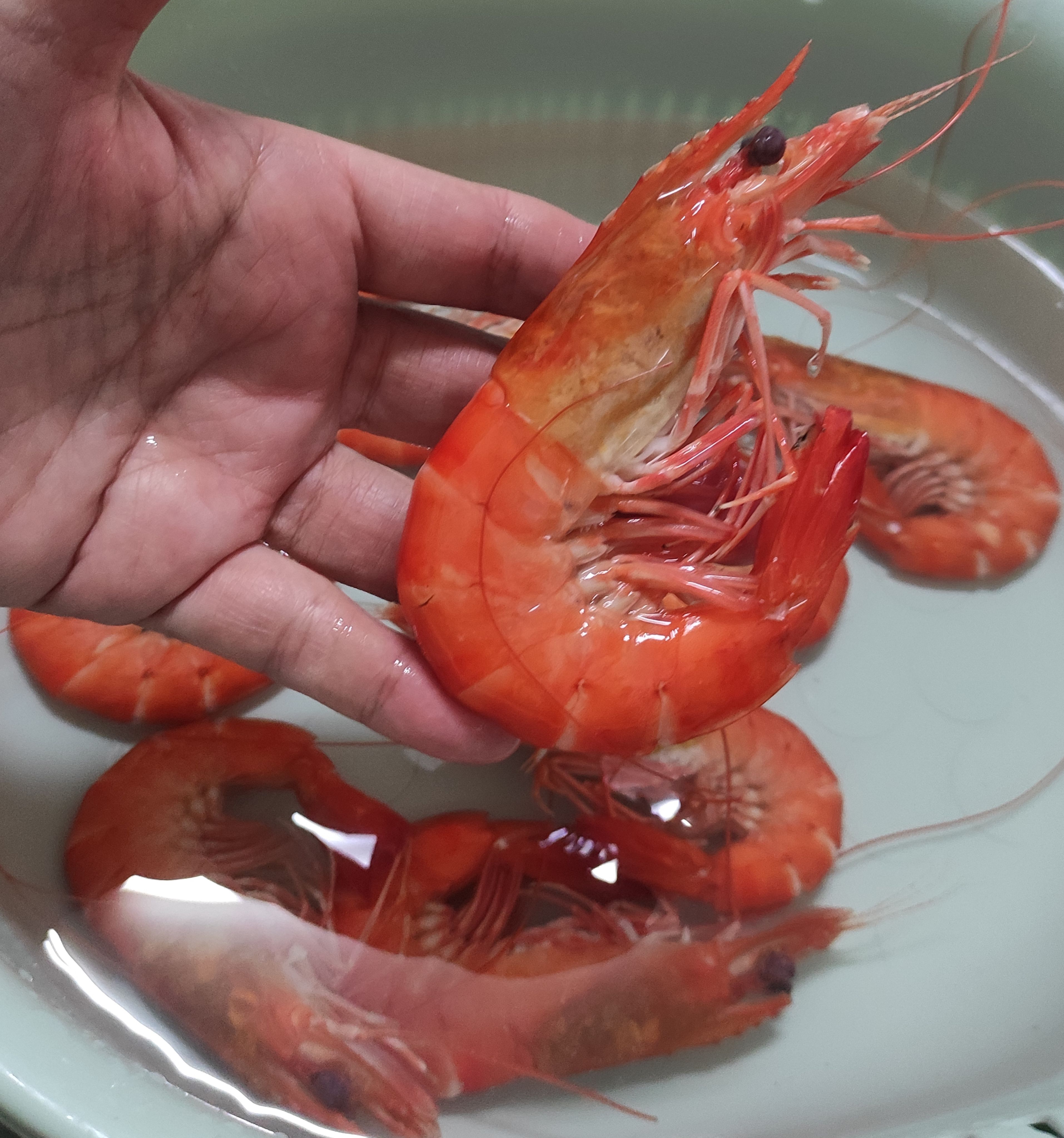 海水草蝦