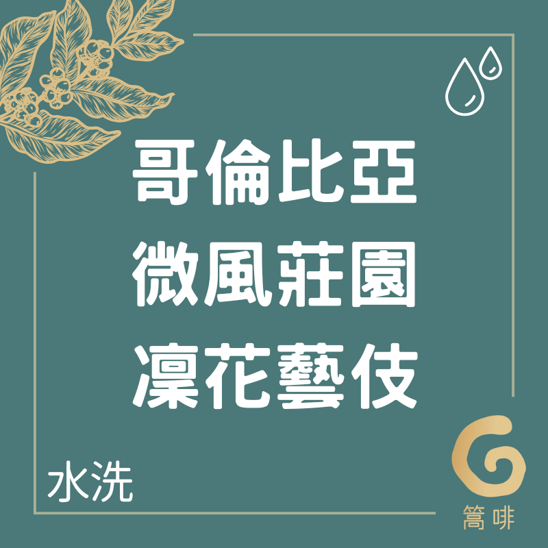 哥倫比亞 微風莊園 凜風藝伎 水洗