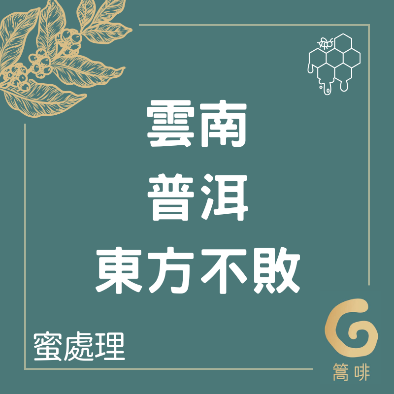 中國 雲南 普洱 東方不敗 蜜處理