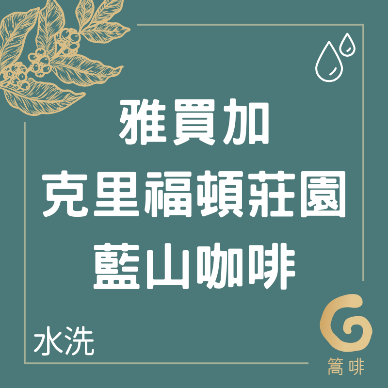 雅買加 克里福頓莊園 藍山咖啡 水洗