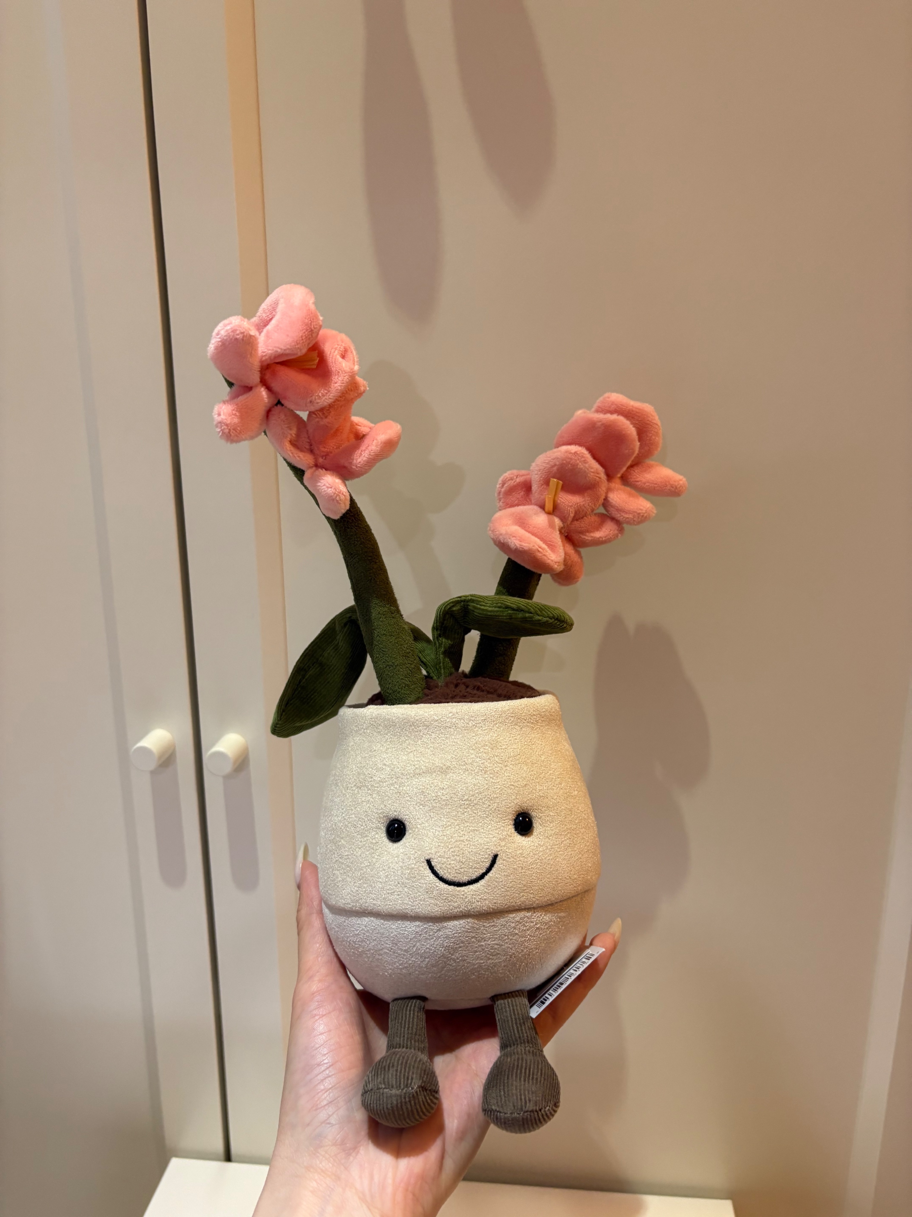蘭花盆栽