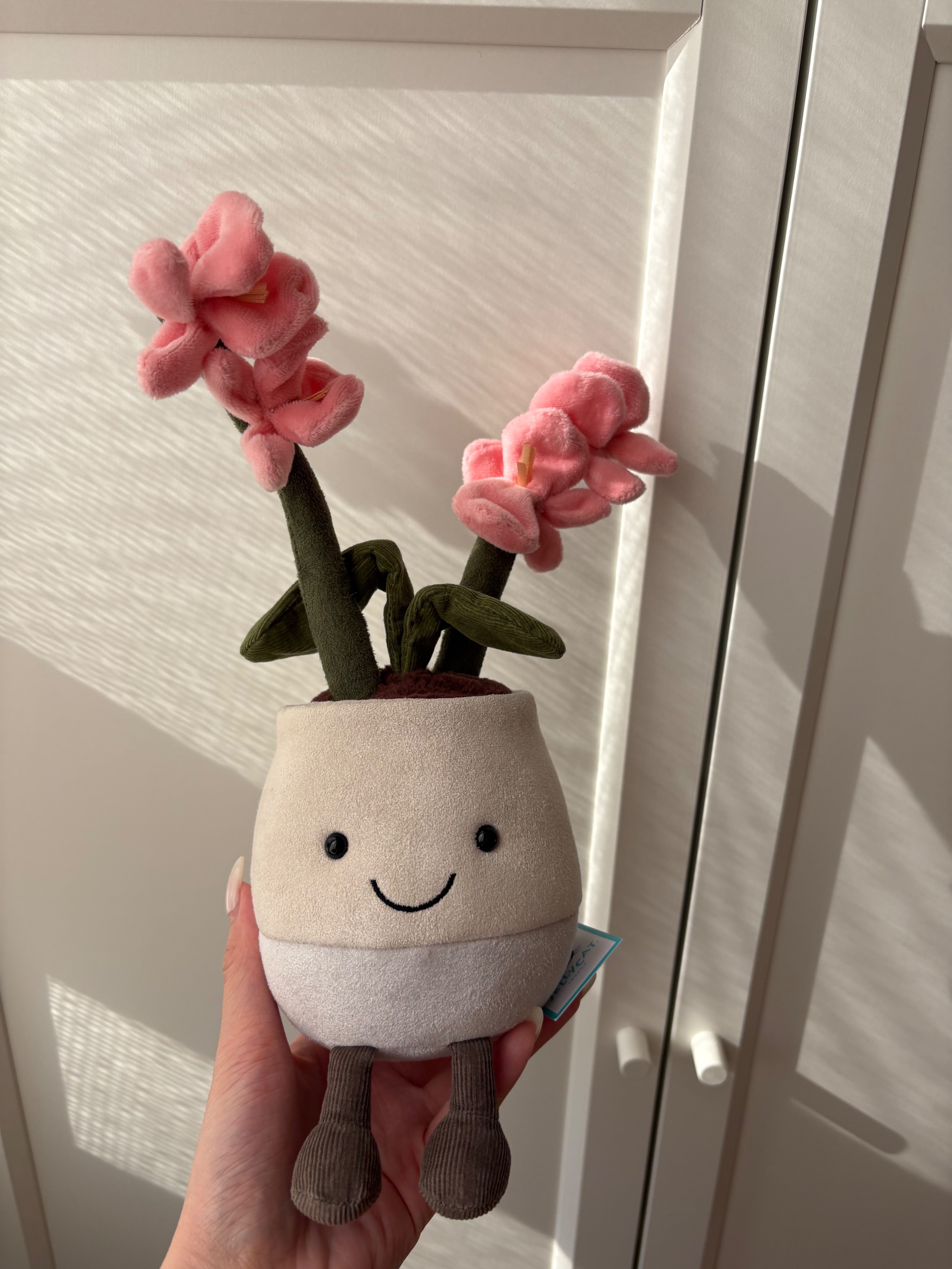 蘭花盆栽