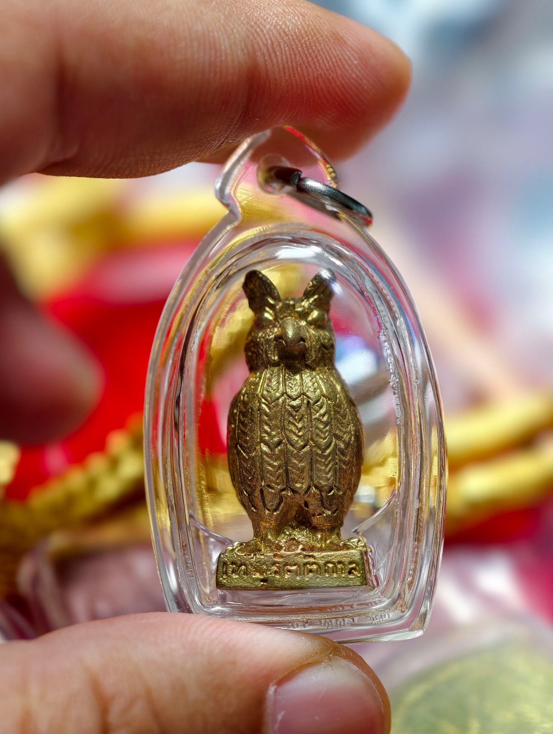 2555古巴諾伊 貓頭鷹王