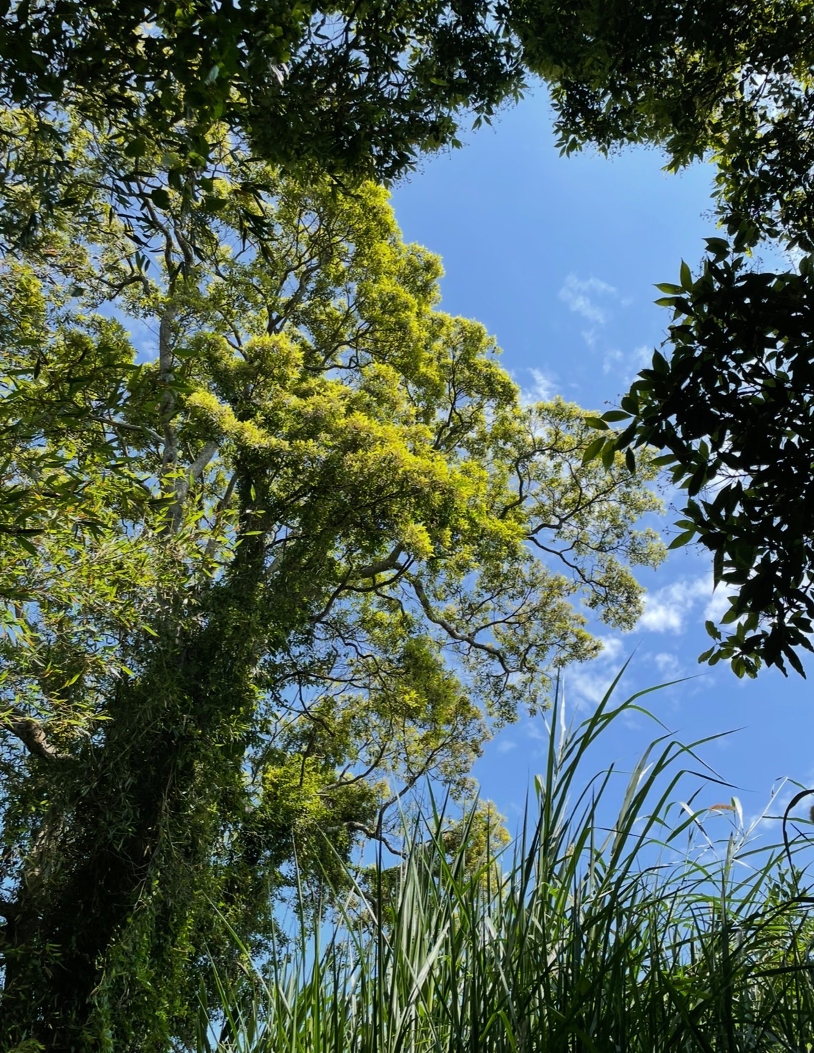 期間限定｜守護者｜