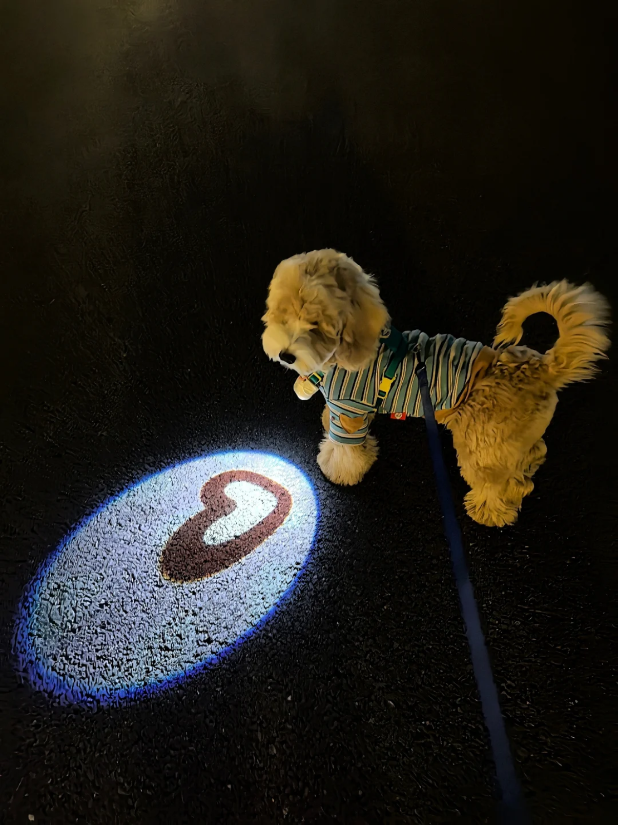 發光防走失遛狗燈🫟