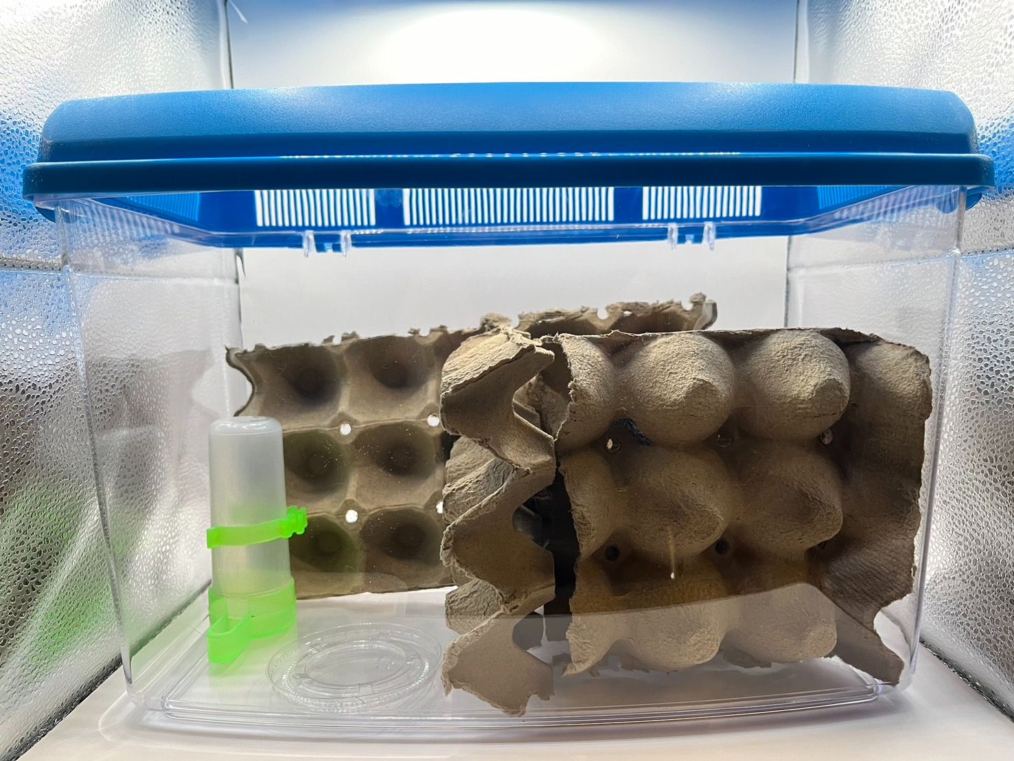 [ Bugs and Bar 2.0 - 蟋蟀家園組 ] 蟋蟀飼養箱全套 飼養箱 飲水器 清理刷子 蟋蟀飼料 紙蛋盒組