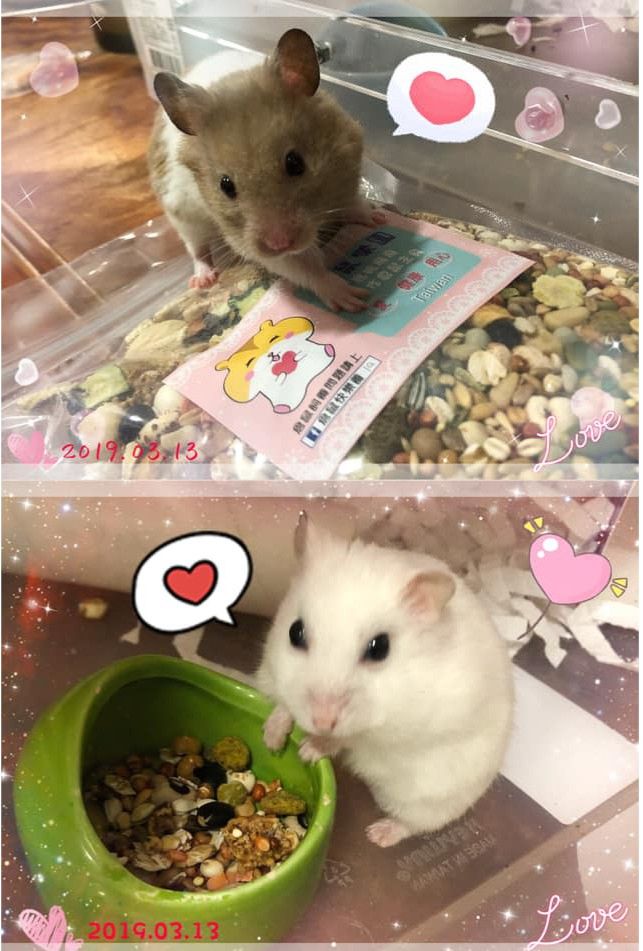 倉鼠主食🐹A餐特價 【預購】9/21起出貨