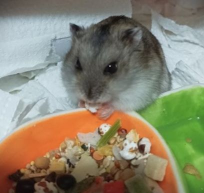 細顆粒主食B餐🐹【預購】8/4起出貨