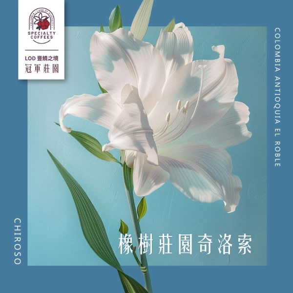 （淺焙）哥倫比亞 | 安蒂奧 | 橡樹莊園 | 水洗奇洛索 | LOD 冠軍莊園