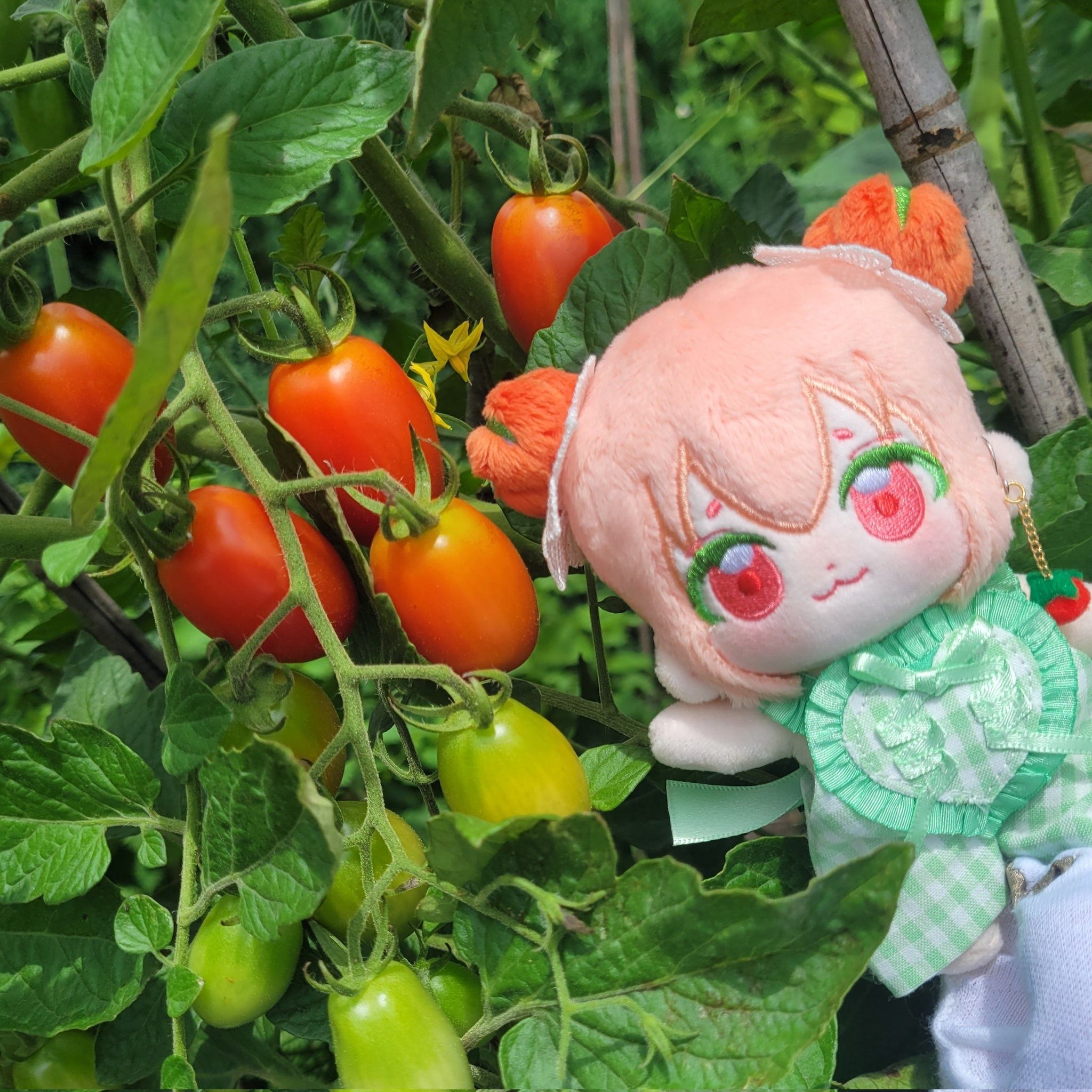 ミニトマト（minitomato）