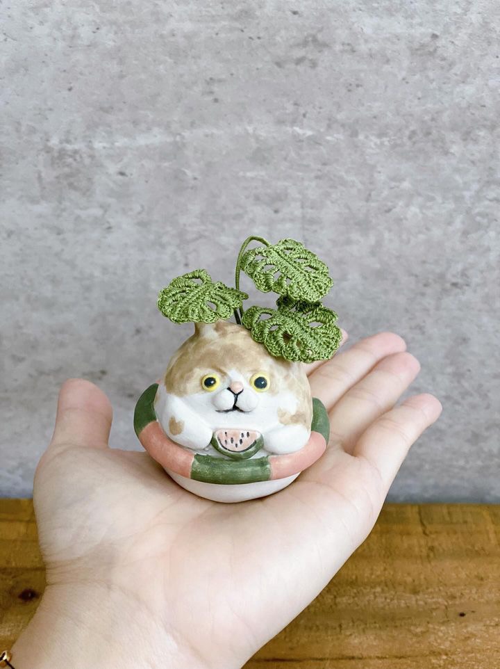 西瓜小貓×龜背芋