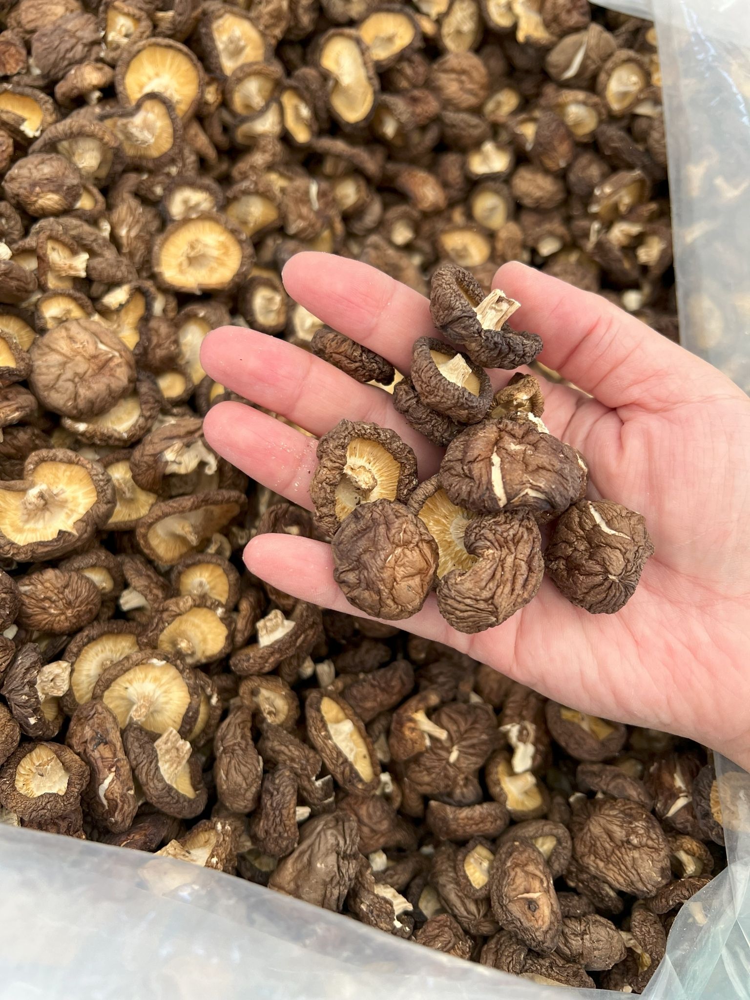【小兔菇事】新社香菇 小菇（鈕扣菇） 產地直送