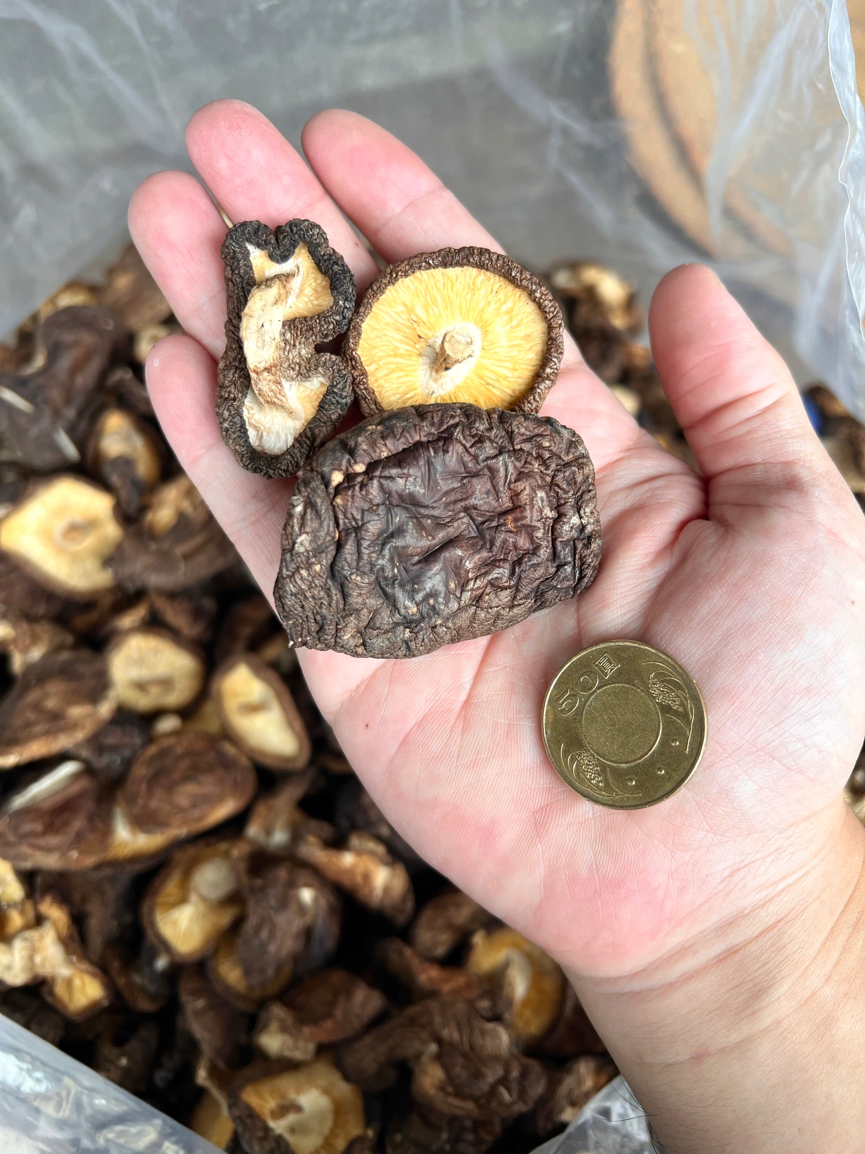 【小兔菇事】新社香菇 NG菇 惜福菇 產地直送