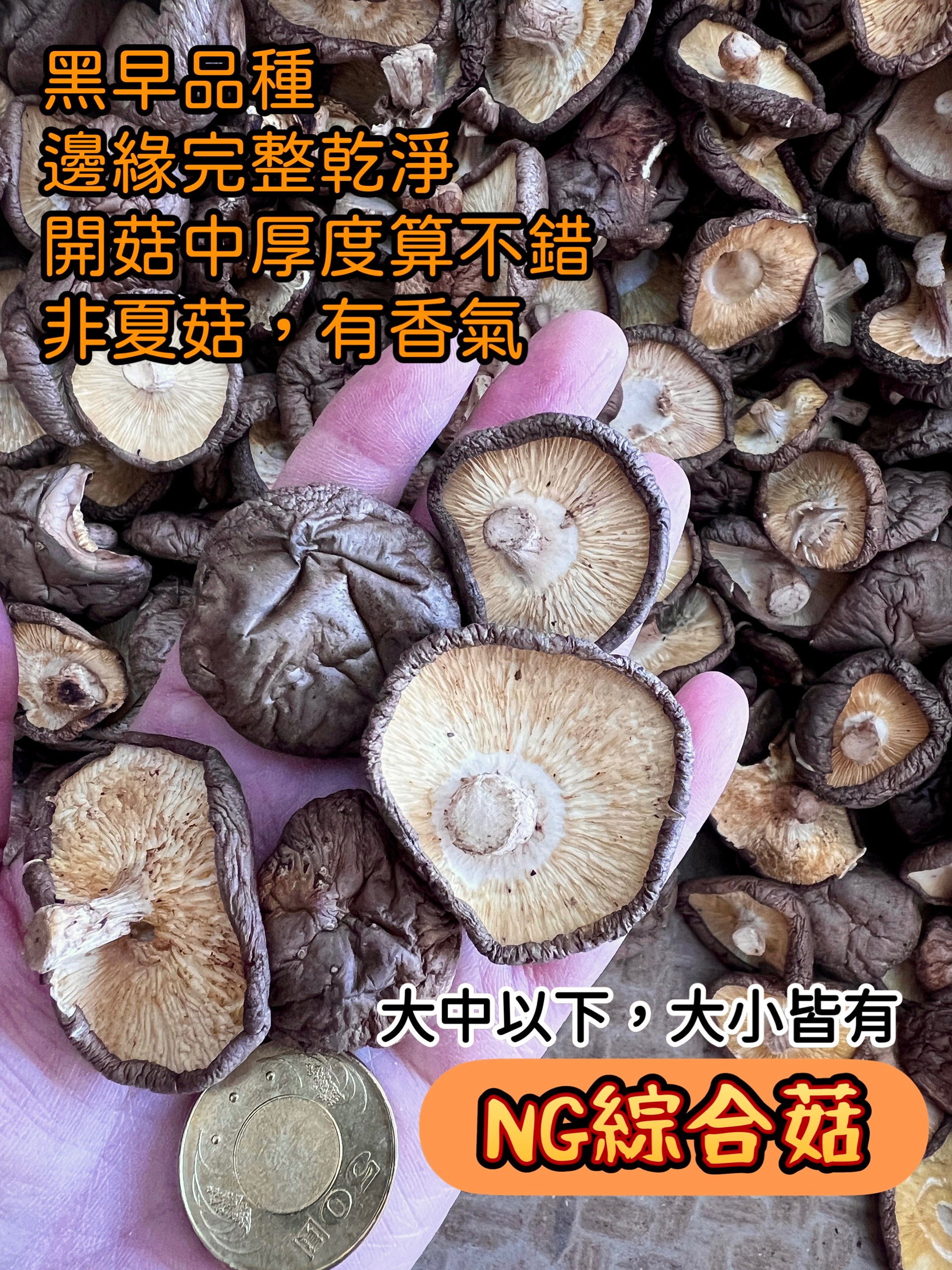 【小兔菇事】新社香菇 NG菇 惜福菇 產地直送