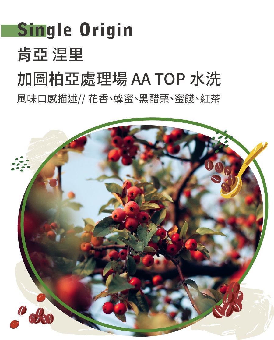 肯亞 涅里 加圖柏亞處理場 AA TOP 水洗
