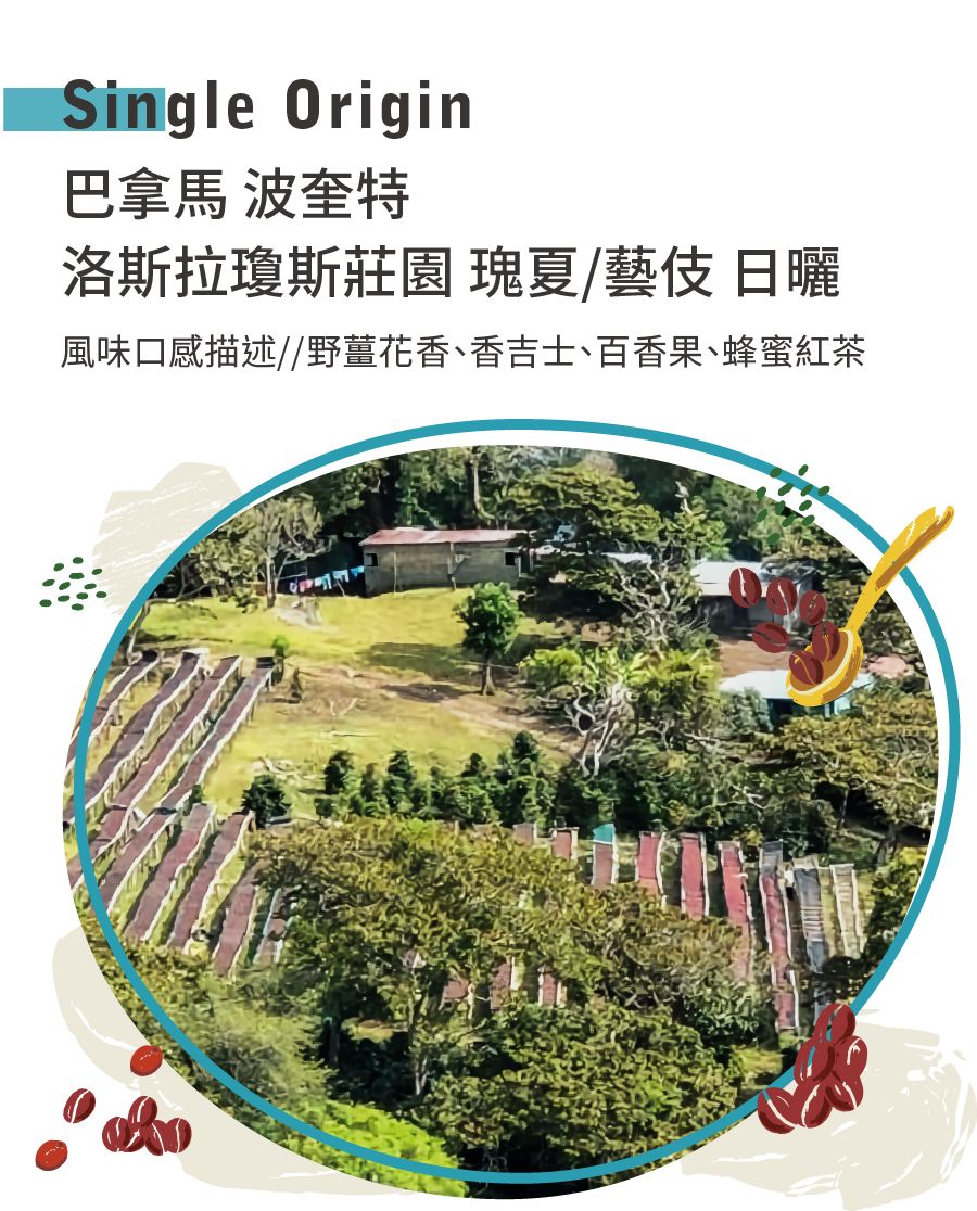 巴拿馬 波奎特 洛斯拉瓊斯莊園 瑰夏/藝伎 日曬