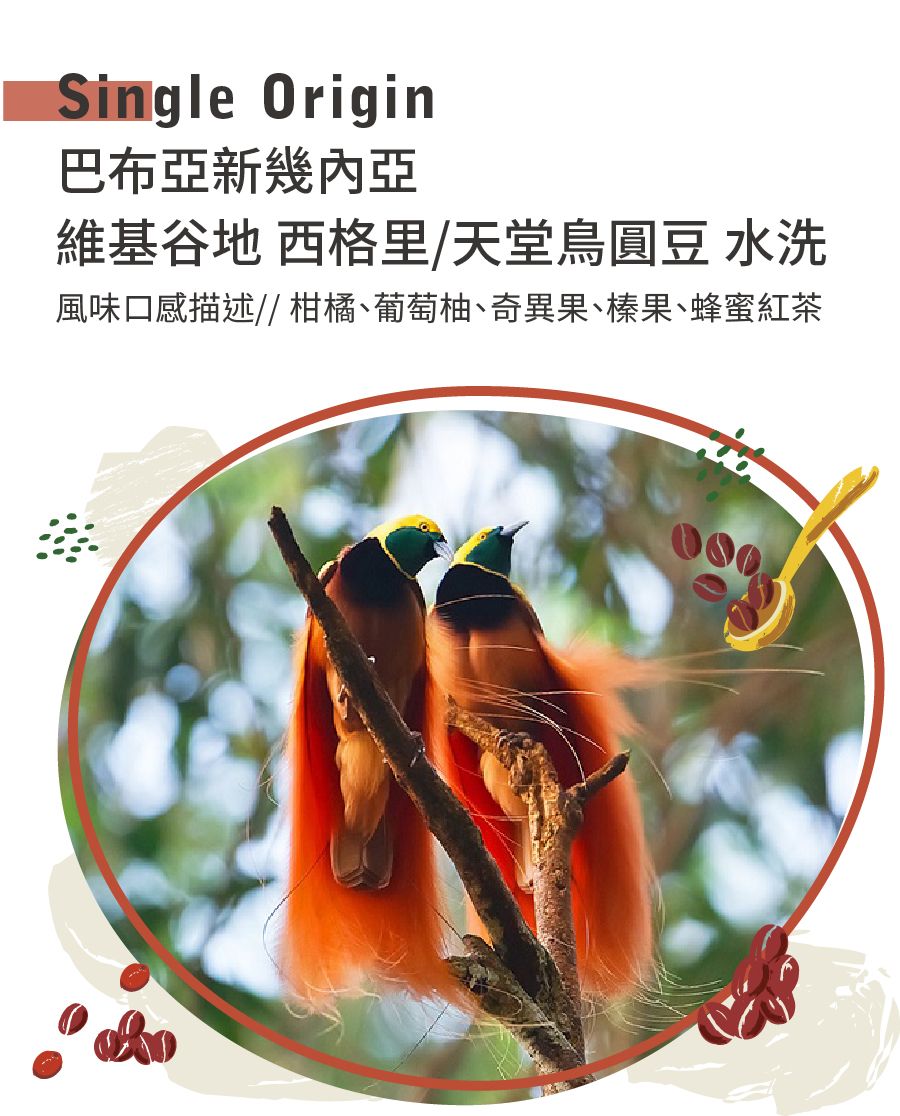 巴布亞新幾內亞 維基谷地 西格里/天堂鳥圓豆 水洗