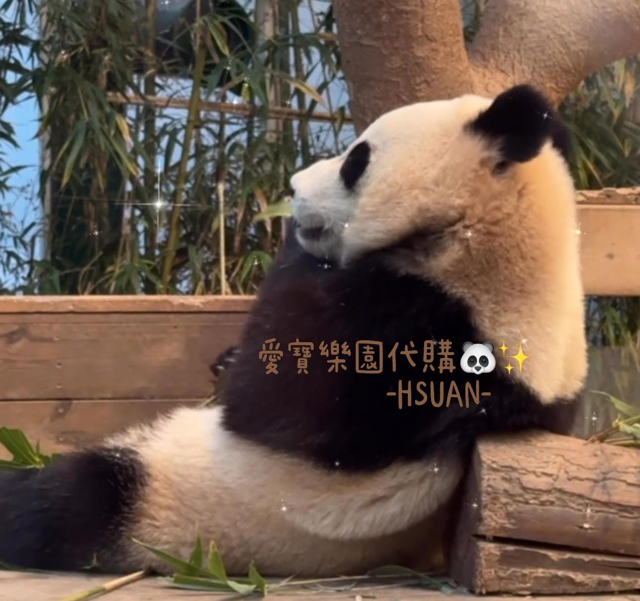 韓國愛寶樂園-寶家族週邊商品