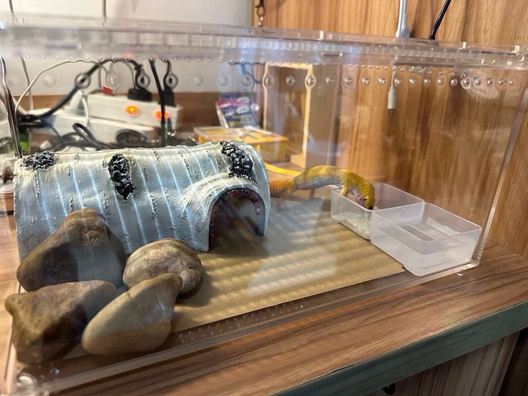 爬寵飼養箱（現貨下單後當日寄出） 滿$380免運吧