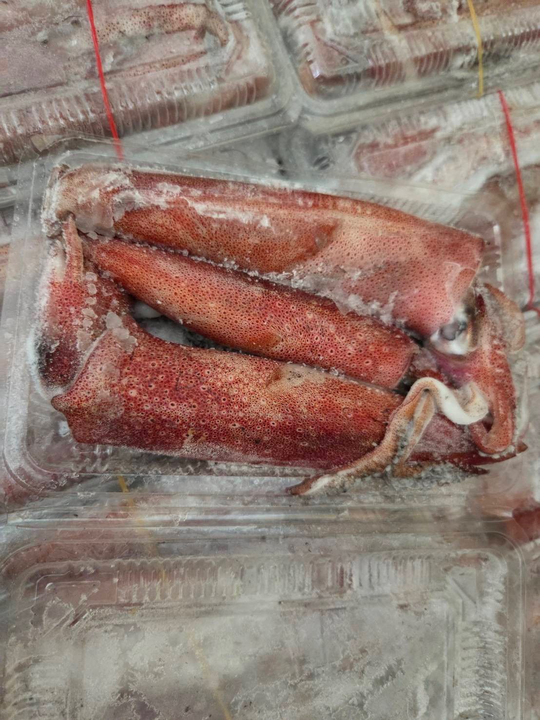 *特價*野生活凍一排小卷 300g/盒