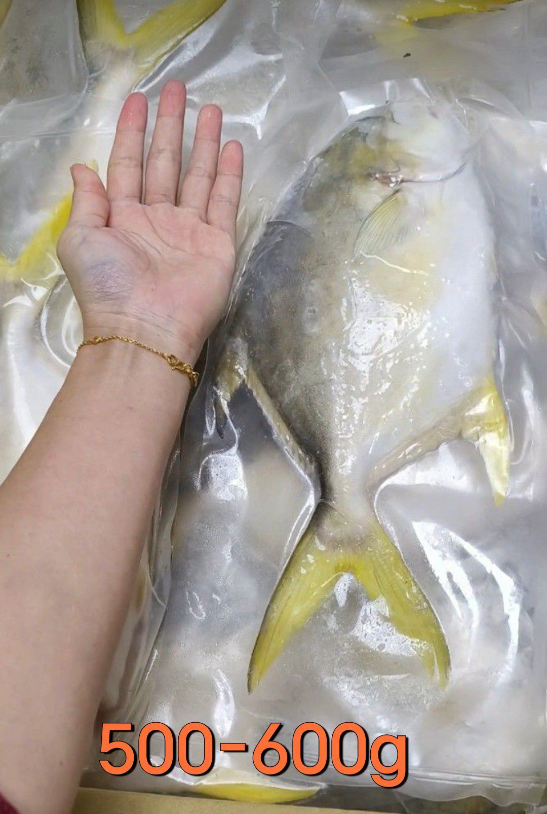 【極海鮮八號鋪】霸氣大尾台灣黃金錩魚、去肚去鰓、肉質細膩鮮嫩、鮮美十足、超大隻、鮮度ㄧ級棒