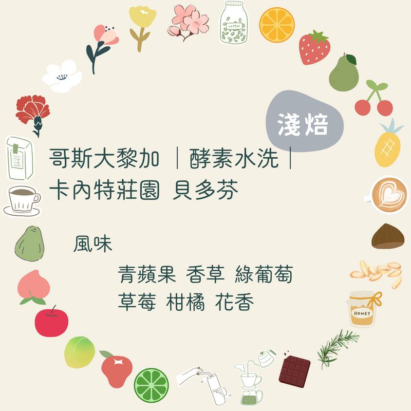咖啡豆｜哥斯大黎加 卡內特莊園 貝多芬【酵素水洗】