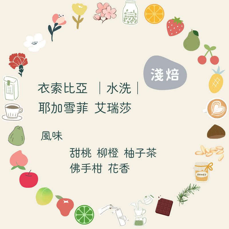 咖啡豆｜衣索比亞 耶加雪菲 艾瑞莎【水洗】