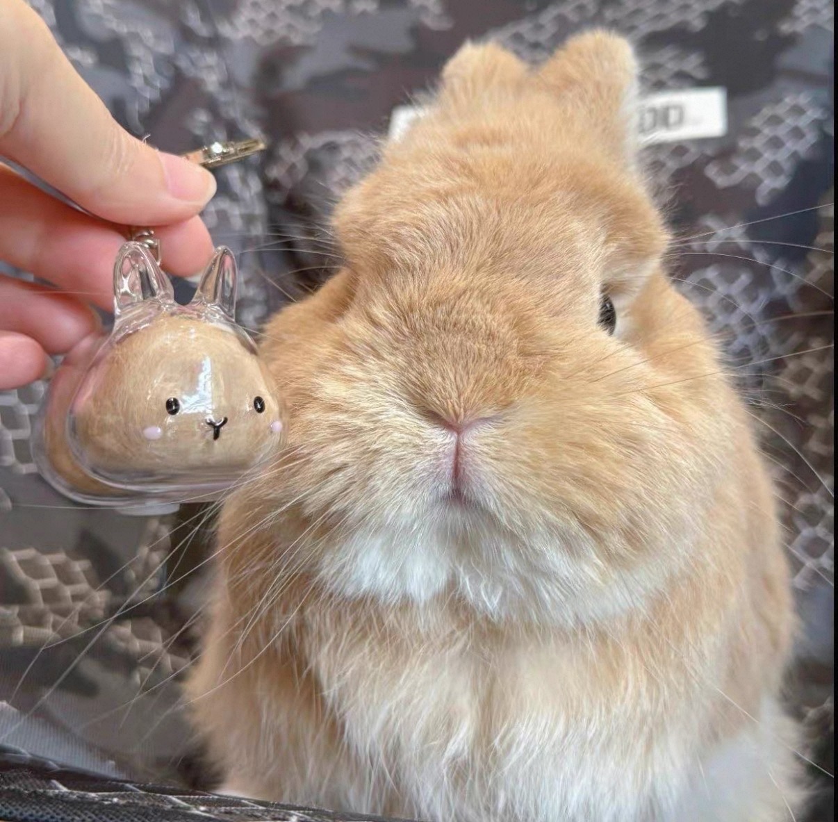 Juliaの專屬賣場🐰