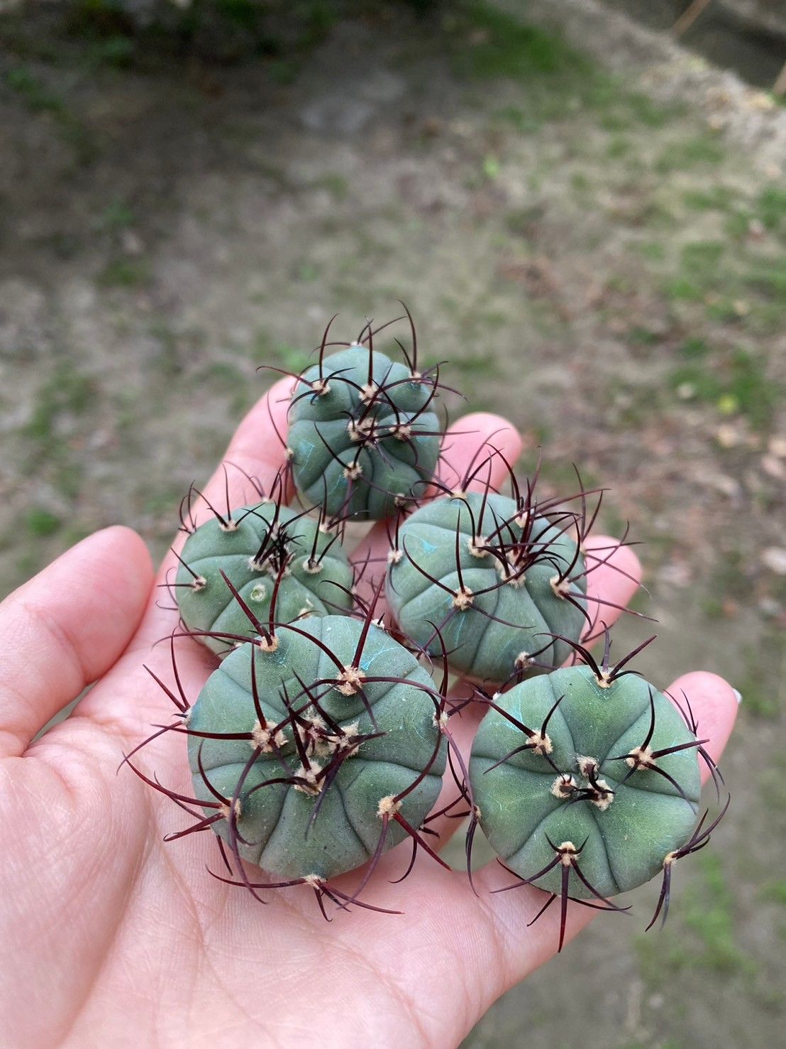 LoLoLIN仙人掌🌵Vos2122