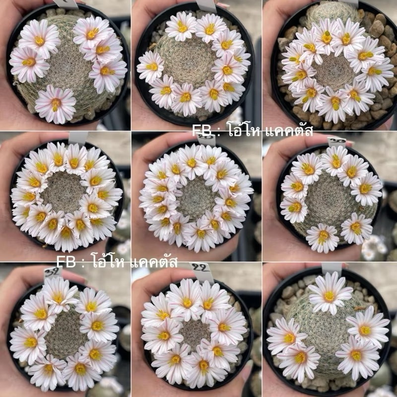 Mammillaria lenta