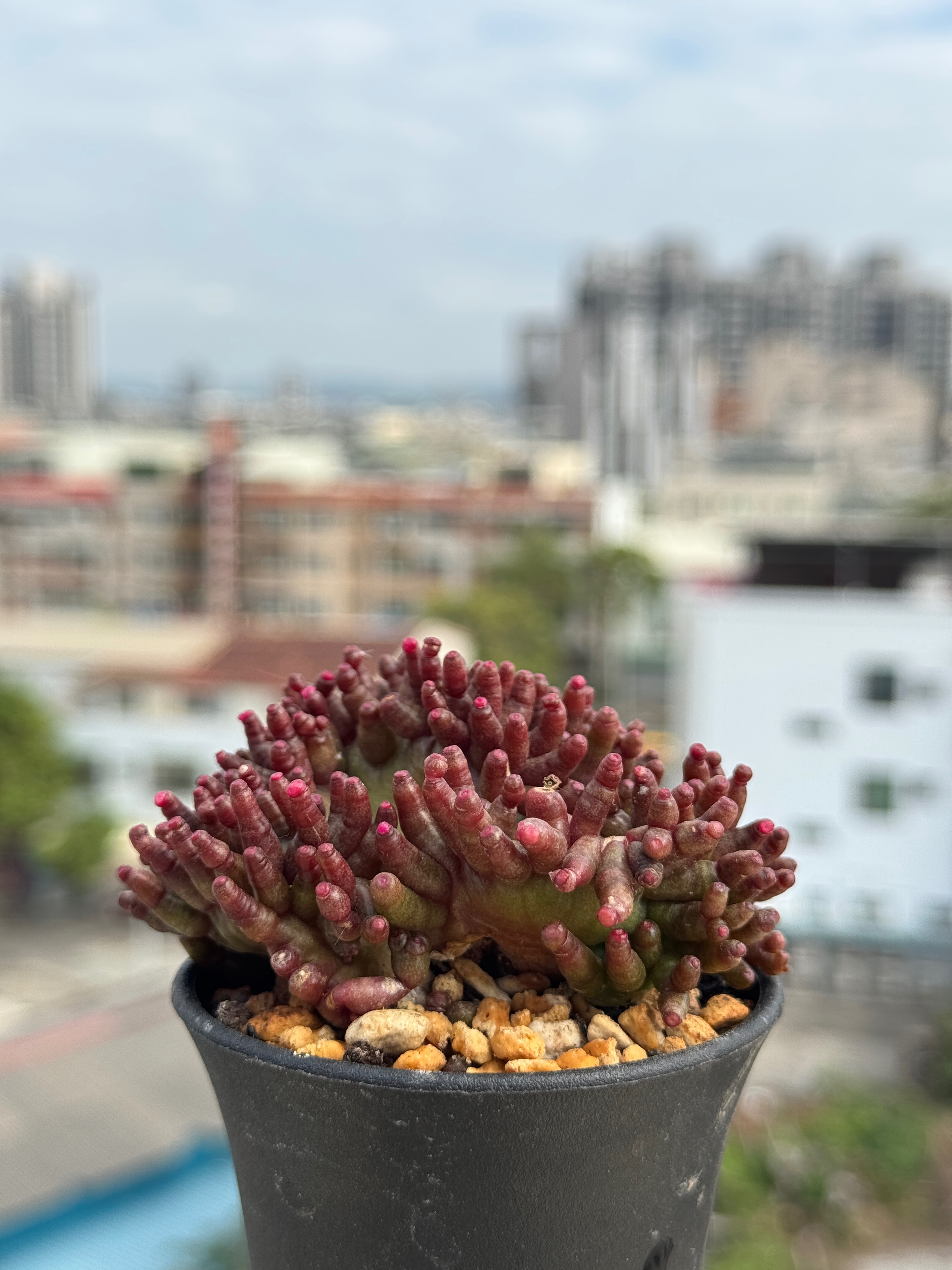 Mammillaria bocasana cv.FRED