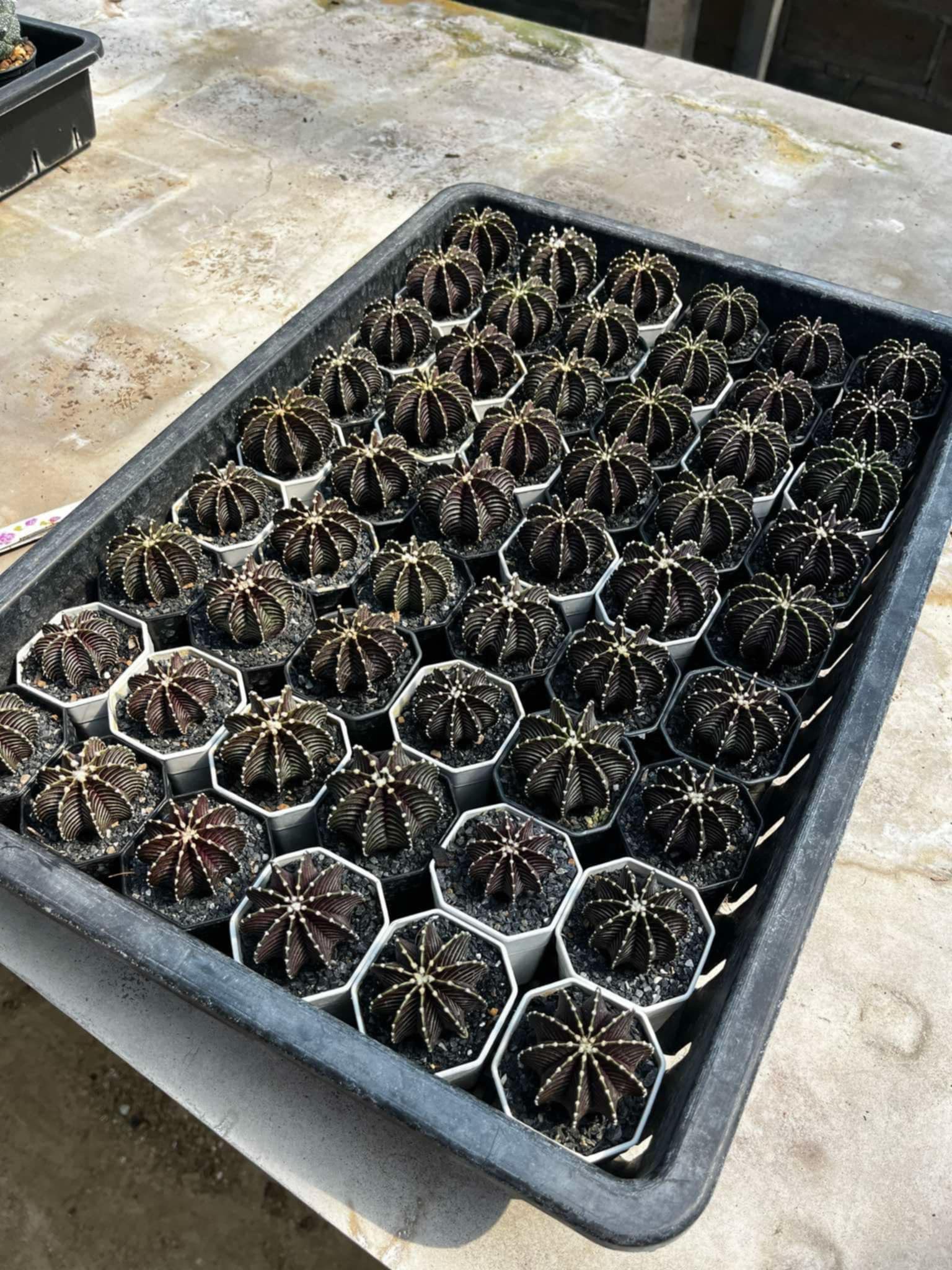 WYL仙人掌🌵Vos1241（黑皮）（實生）