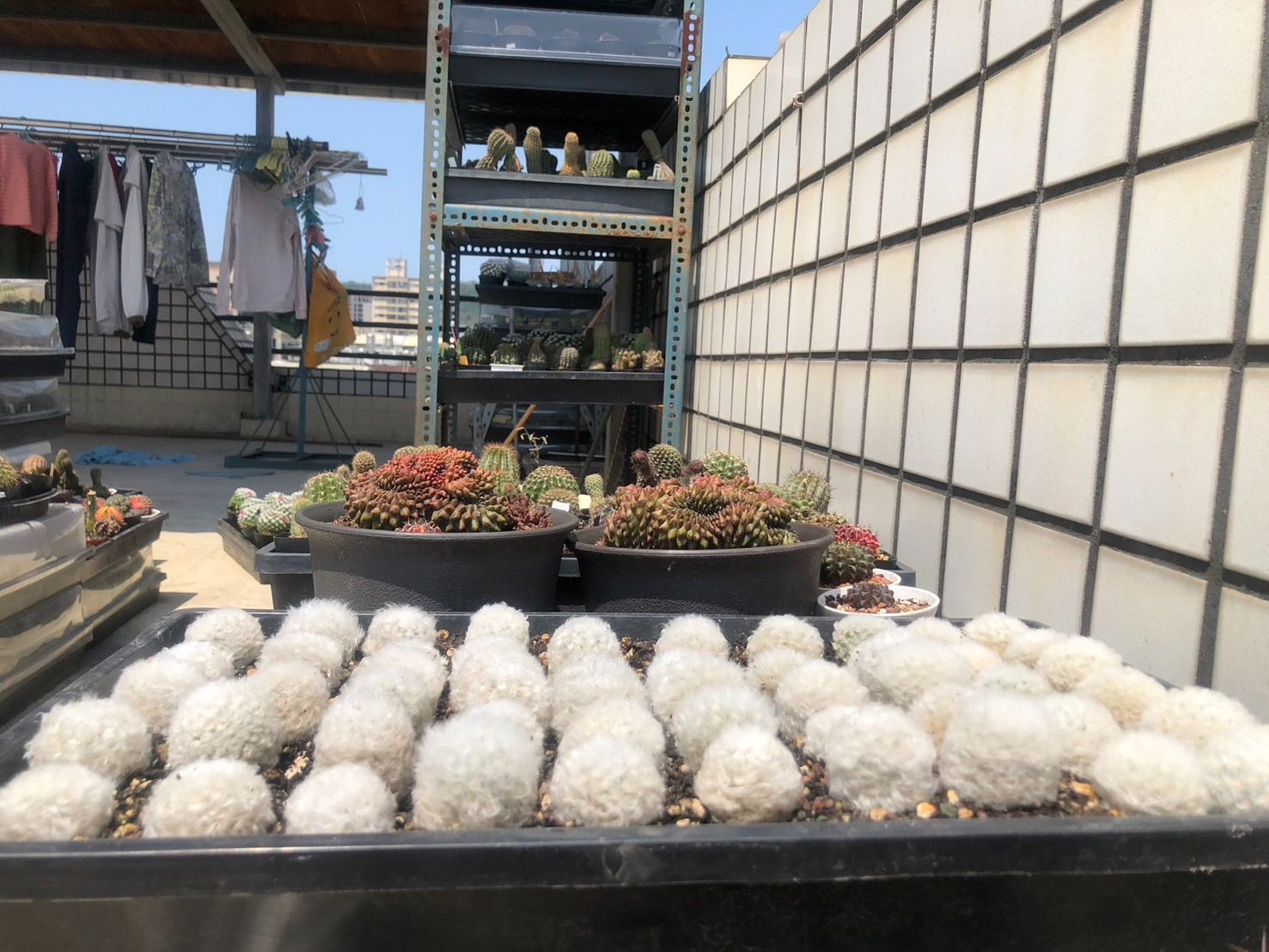 WYL仙人掌🌵白雲高砂（實生）（無刺）