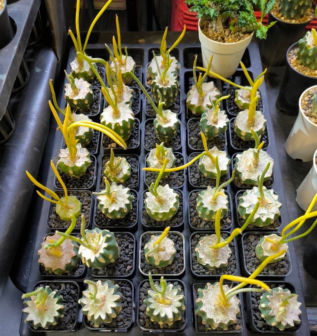 WYL仙人掌🌵美杜莎錦