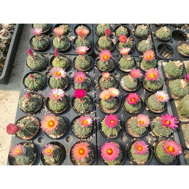 WYL仙人掌🌵赤花兜（實生）