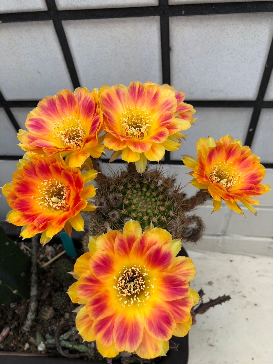 WYL仙人掌🌵泰輸 彩草 有根（圖為開花照）（Nbc15穩根）