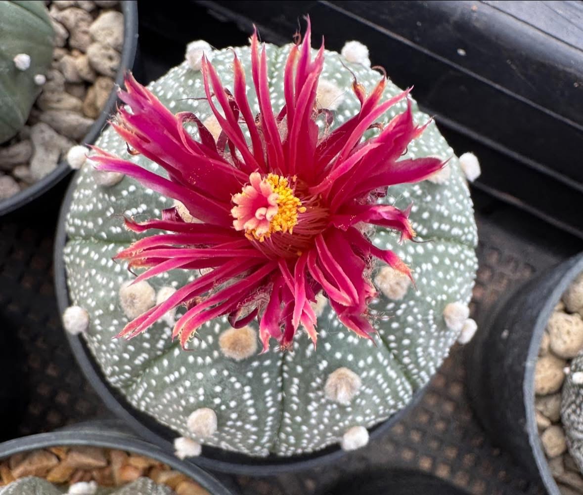 WYL仙人掌🌵（預購）昭和『赤花兜』（首圖為開花圖）