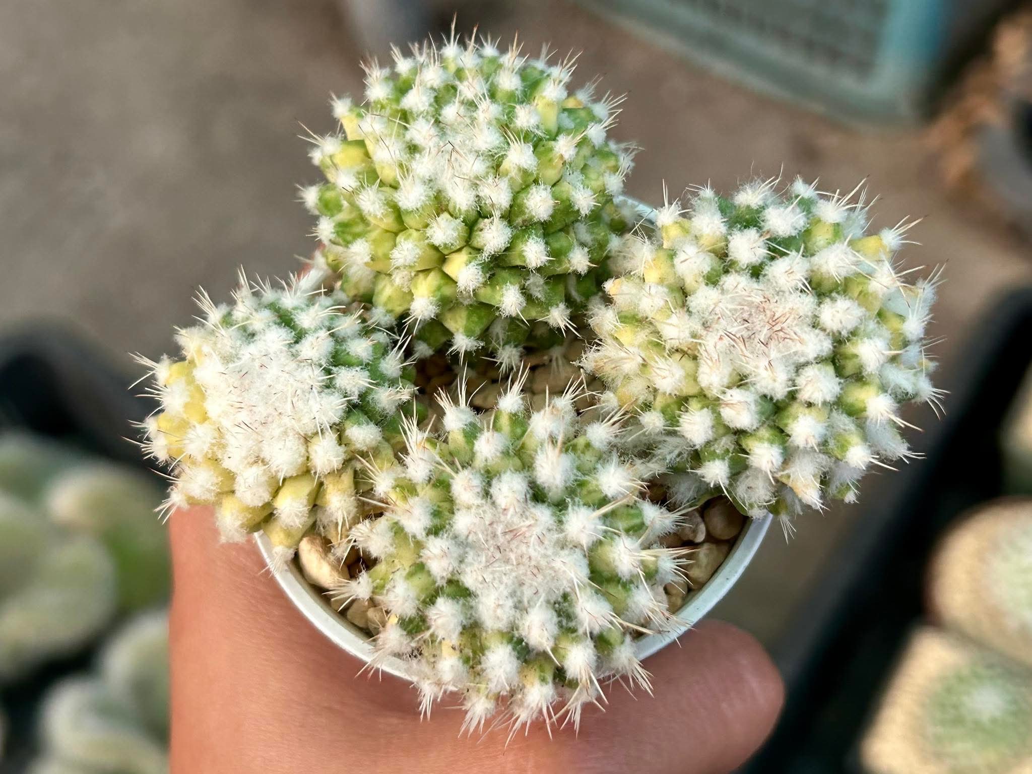 WYL仙人掌🌵棉花糖錦（預購）大顆漂亮先出