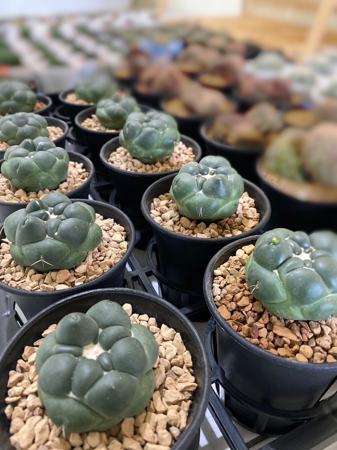 WYL仙人掌🌵無刺象牙丸（預購）大顆優先出