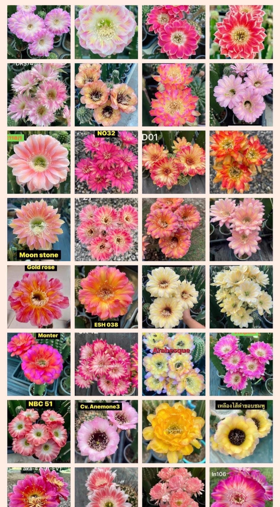 WYL仙人掌🌵綜合泰輸彩草種子（皆為母本照）（200顆/份）