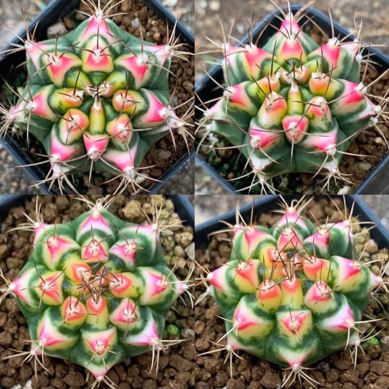 WYL仙人掌🌵花田 （少量現貨）大顆優先出