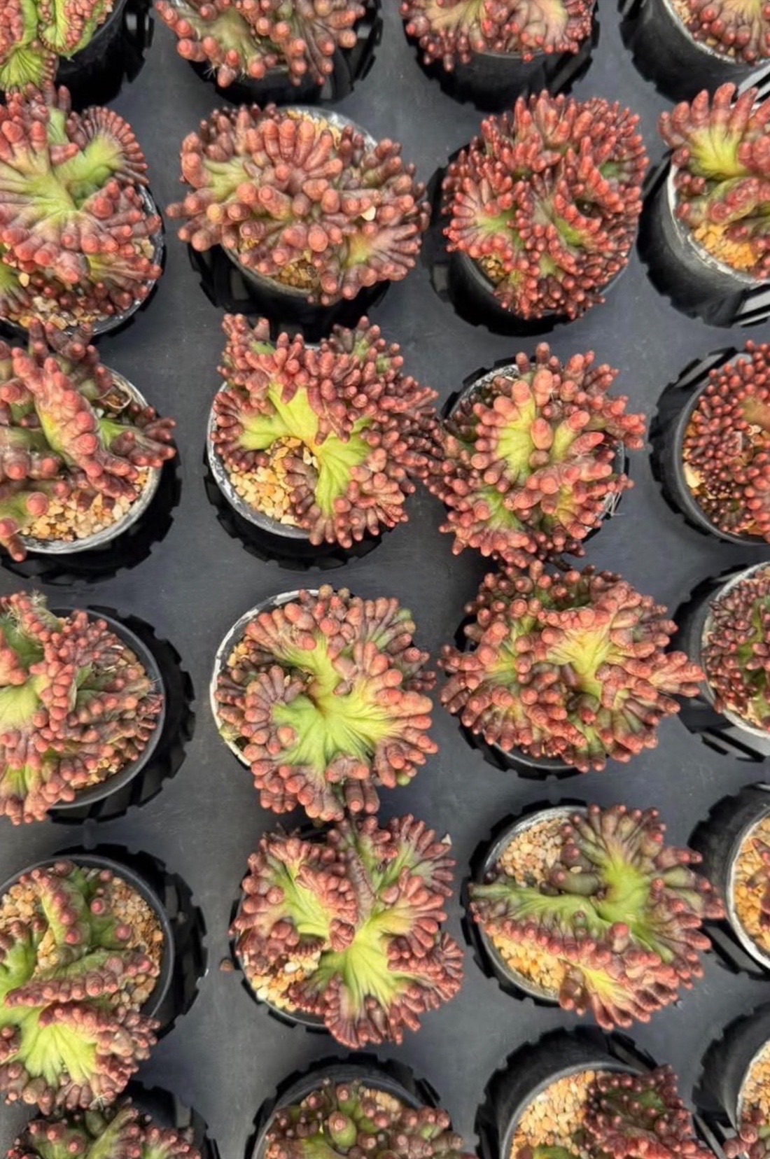 WYL仙人掌🌵白雲高砂石化🪸（現貨）大顆優先出