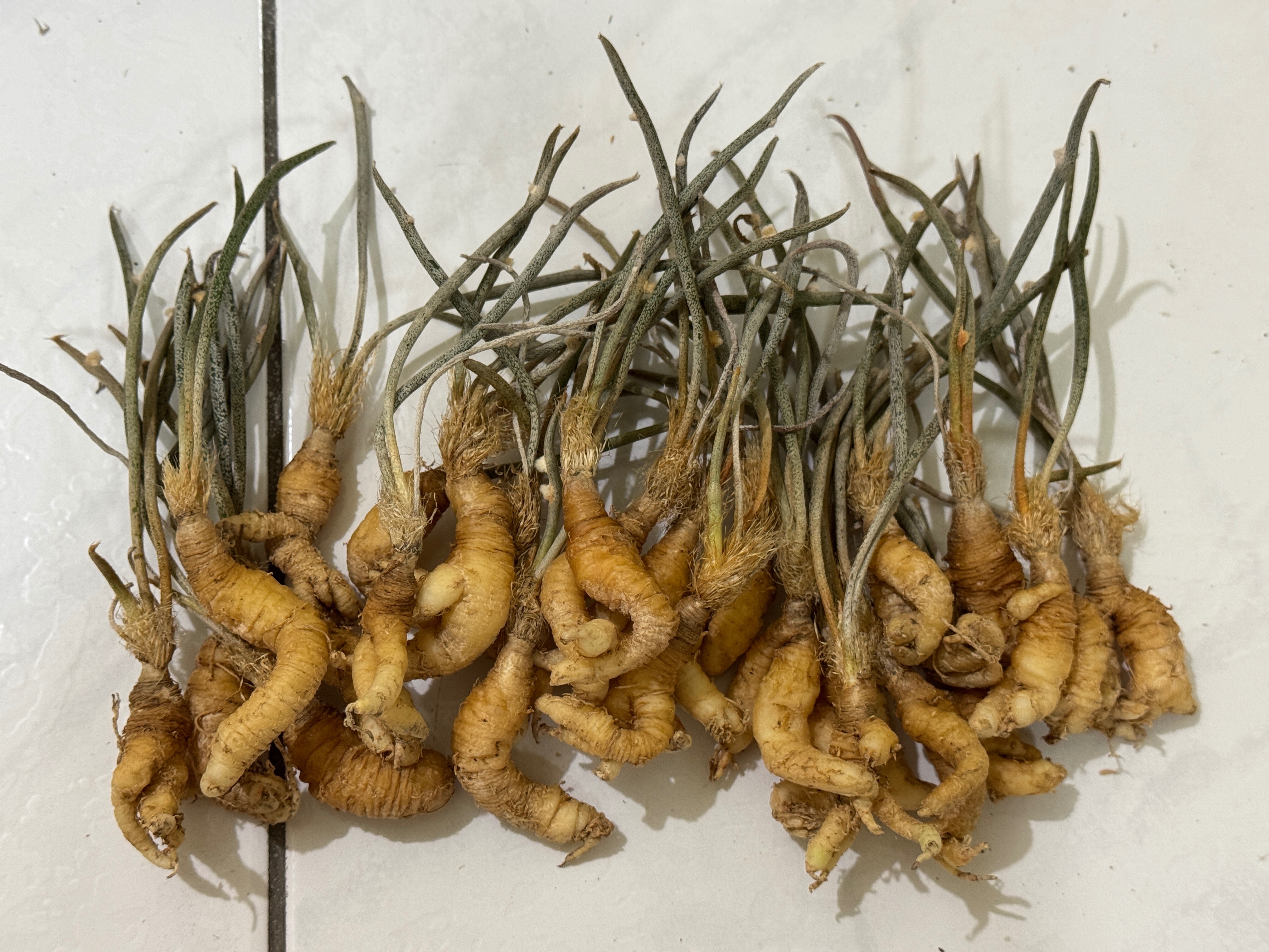 WYL仙人掌🌵美杜莎（實生）