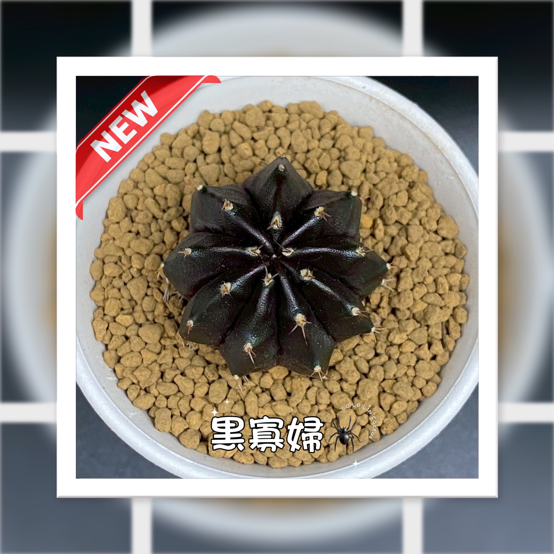 WYL仙人掌🌵黑寡婦🕷️（限量）