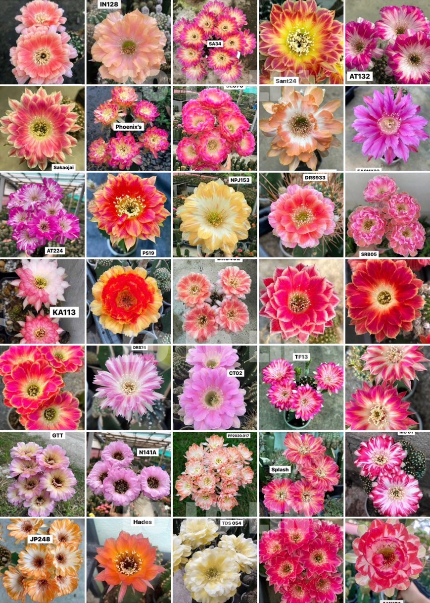 WYL仙人掌🌵泰輸🇹🇭掉牌彩草側芽（隨機出貨）