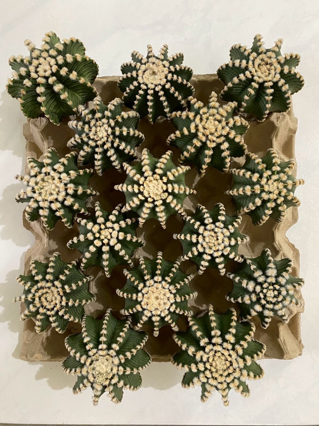 WYL仙人掌🌵LB2178 （少量現貨、不挑大顆優先出）