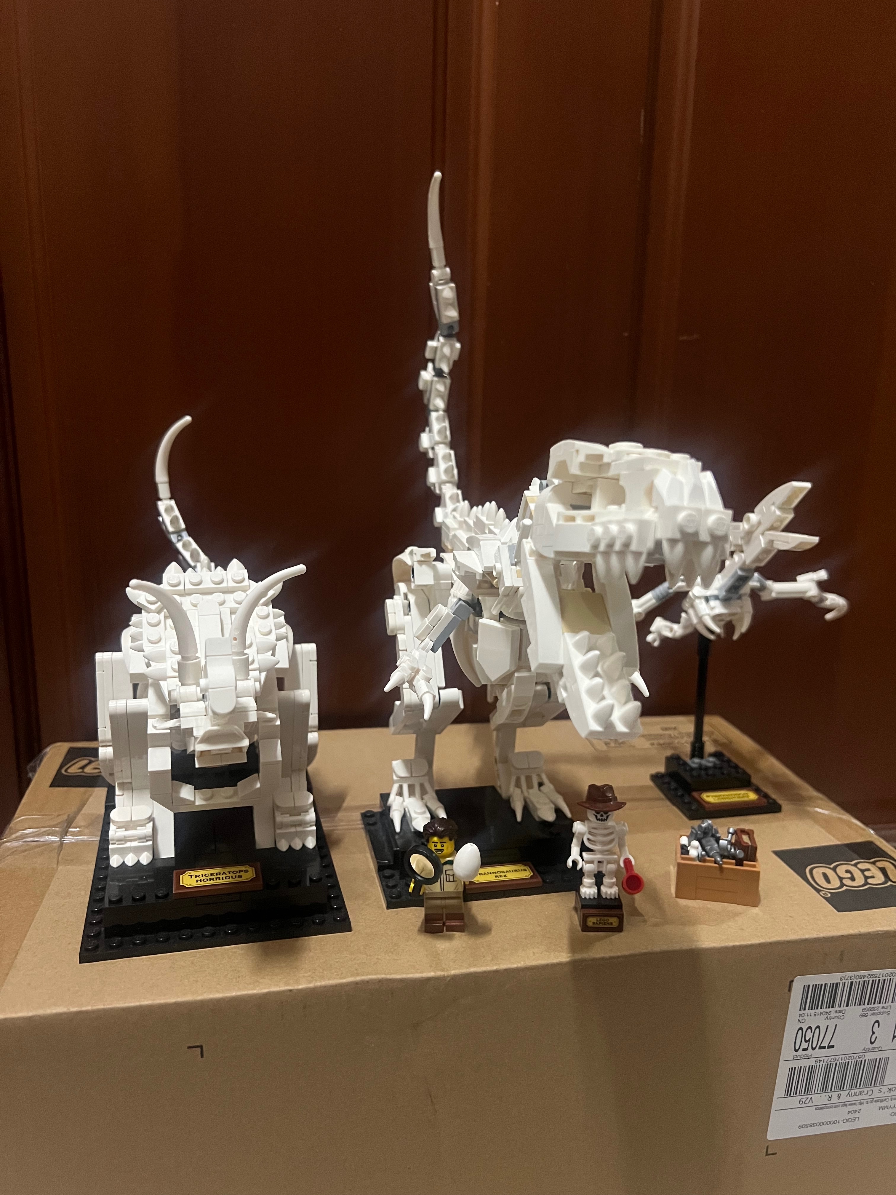 恐龍化石🦕