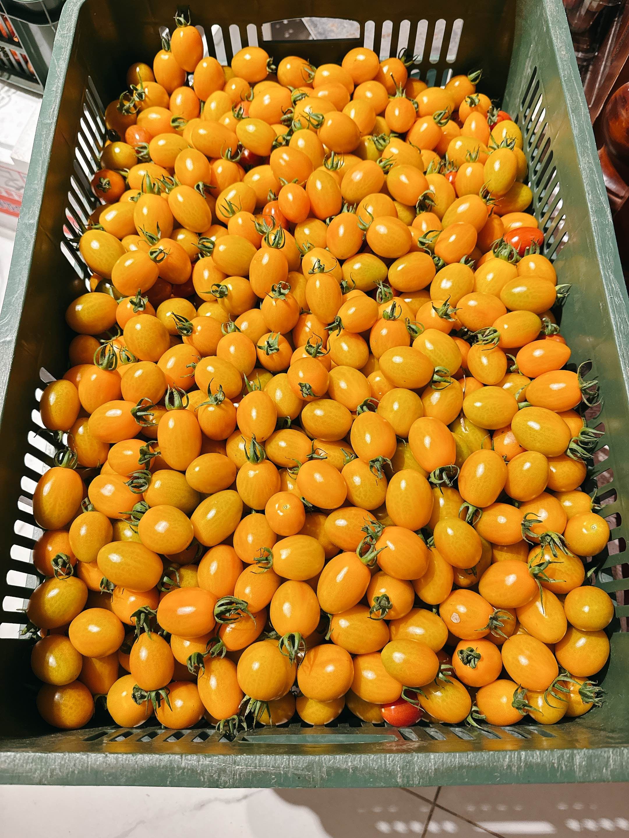 高雄-美濃橙蜜香小蕃茄🍅
