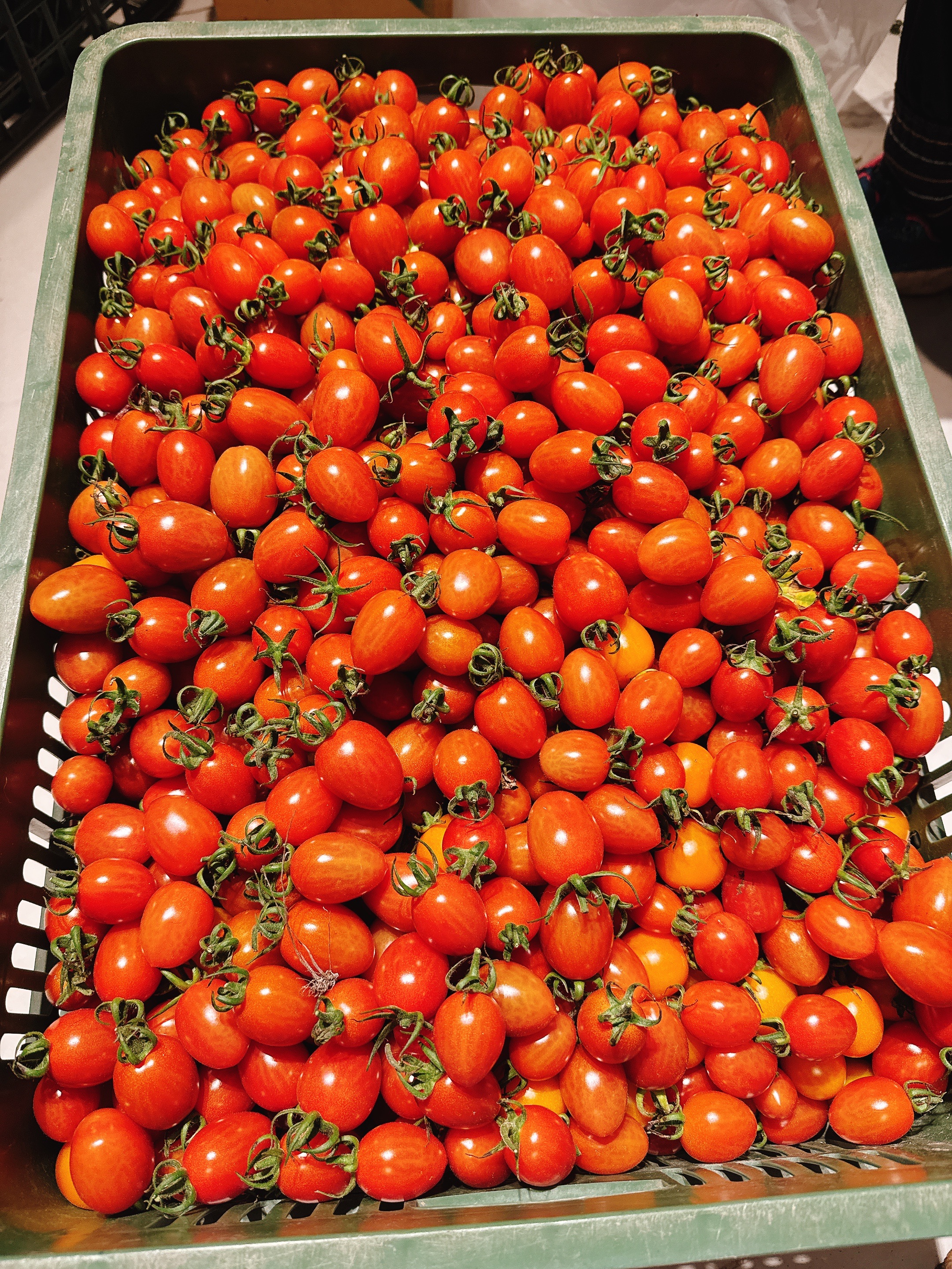 美濃大聖女小蕃茄🍅