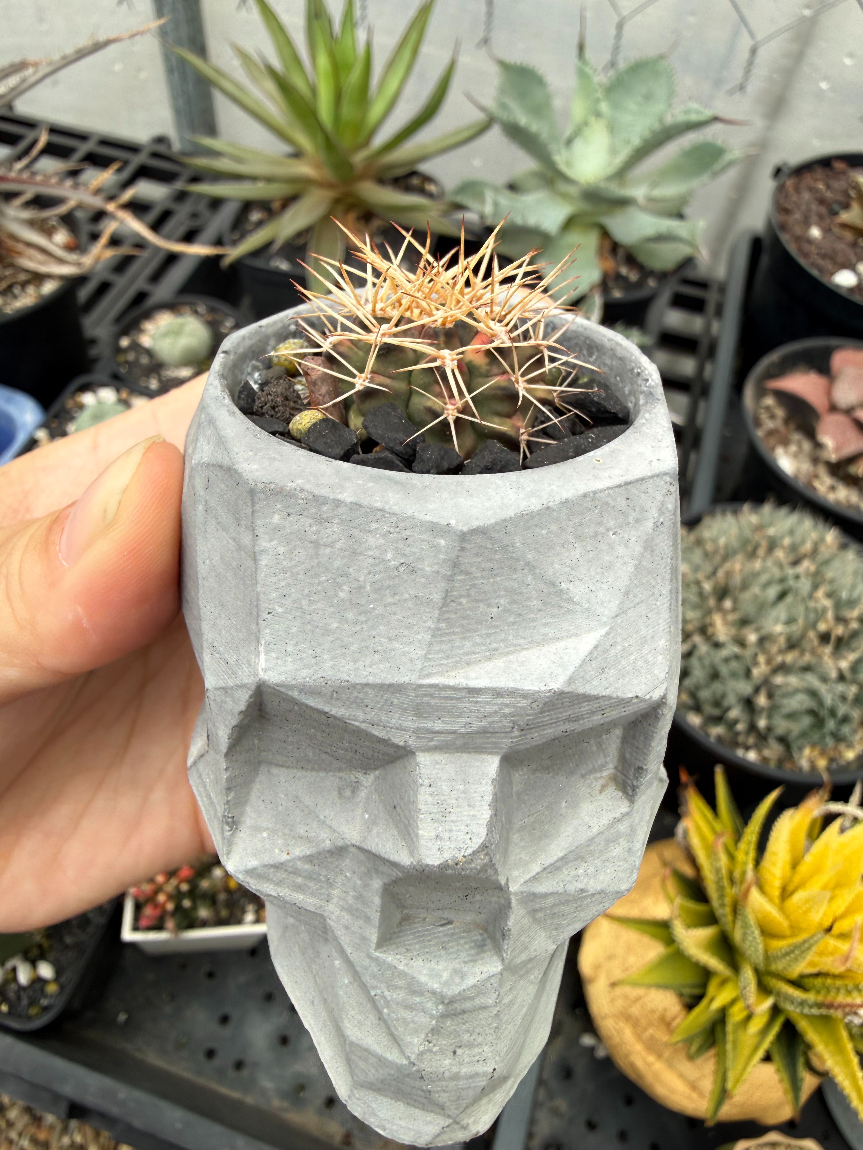 緋牡丹錦（含盆）